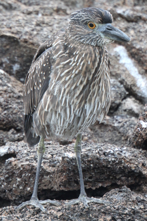 galapagos